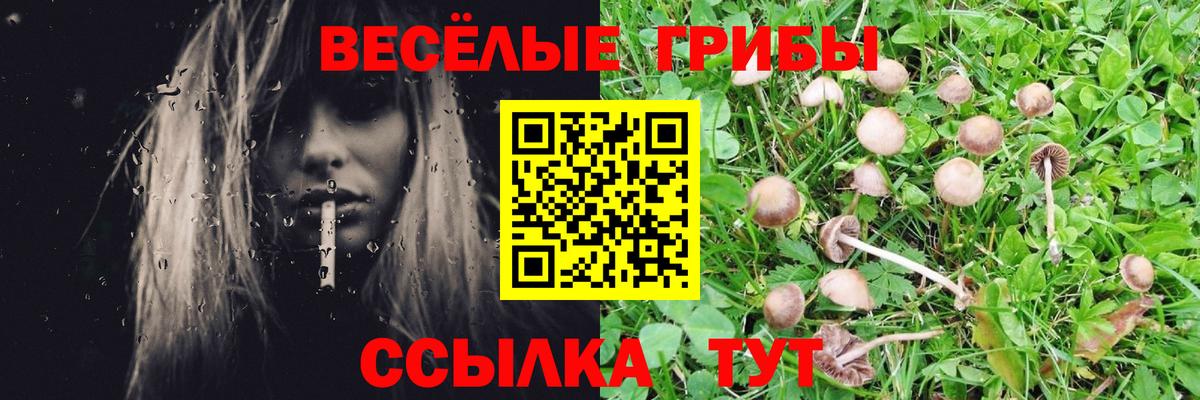 Галлюциногенные грибы Psilocybine cubensis Ессентуки