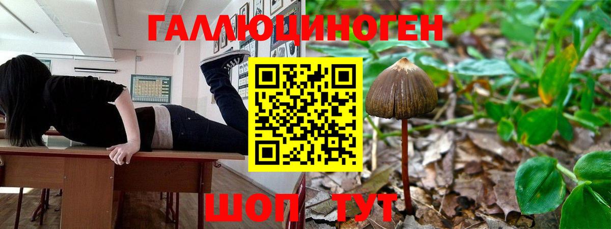 Псилоцибиновые грибы Psilocybe  Ессентуки  Псилоцибиновые грибы ЛСД 